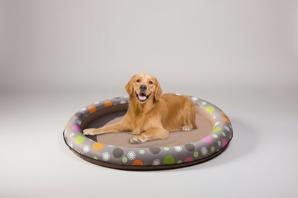 Dog on a circular pool float in a swimming pool with a white fence in the background